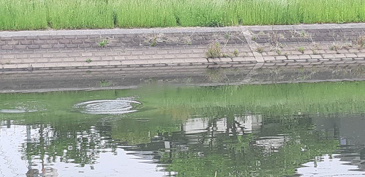 nobuko_chan_mo's tweet photo. ガスの水漏れを教えてもらった。はじめて会うご近所さん。
母の独居を知っていて、気にかけてくれる人たちがたくさんいる。
みなさん、ありがとう🍀
母のお陰で、交流が生まれています。

静かな川に 生��物の気配

#独居 #高齢者 #独居高齢者 #認知症 https://t.co/bxbQF5nHQV