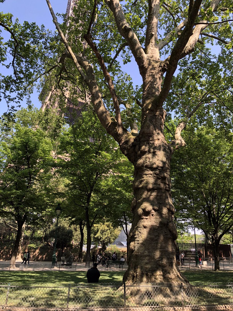 🌳Rien n’est acquis ! Début des travaux le 16 ! Poursuivons notre mobilisation #citoyenne pour sauver les arbres centenaires au pied de la Tour Eiffel ! RASSEMBLEMENT dimanche 15 mai à 15h au #ChampDeMars place Jacques Rueff. Venez nombreux ! #TourEiffel #Paris #AuxArbresCitoyens