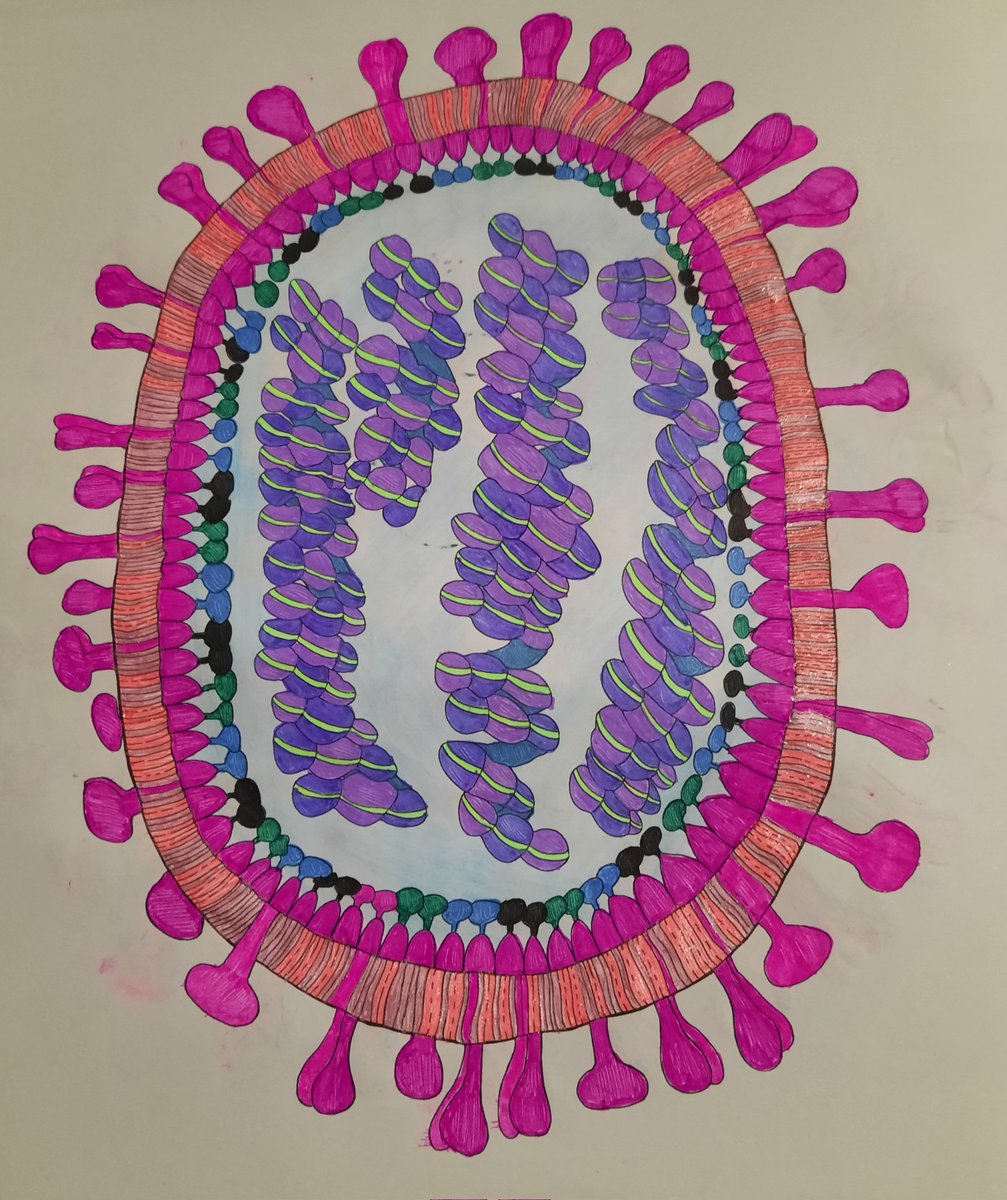 NotAPrimeNumber's tweet photo. No rest for this wicked #Microbiologist
On call this weekend for your water monitoring needs. I went to the lab this morning & will be back tomorrow morning too.
This arvo I've coloured in #Influenza
#virus
#weekendscience #MicroMarvels #SciArt #scicomm https://t.co/wSwctgtGFW
