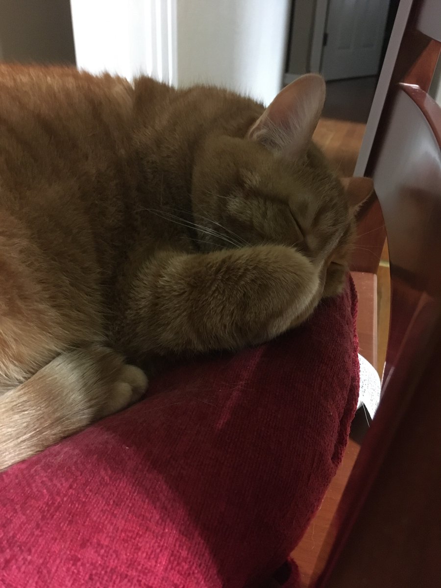 Coy_Stream's tweet photo. Dreaming about that ball of yarn on top of the dresser he can't get to anymore. #CatsOfTwitter #CatsOnTwitter #cats https://t.co/MH1Hwhdvjb