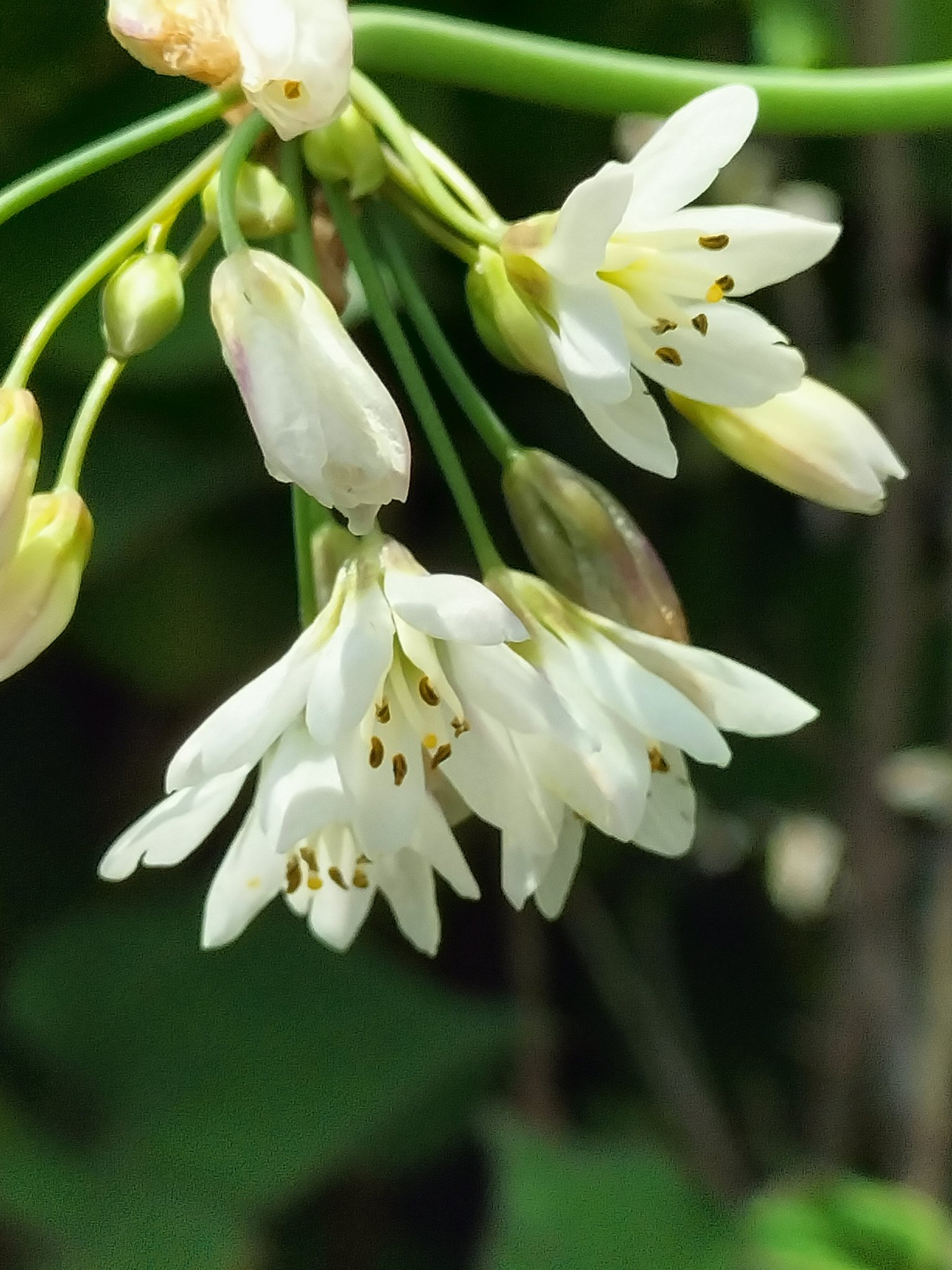 ハタケニラ Twitter Search Twitter