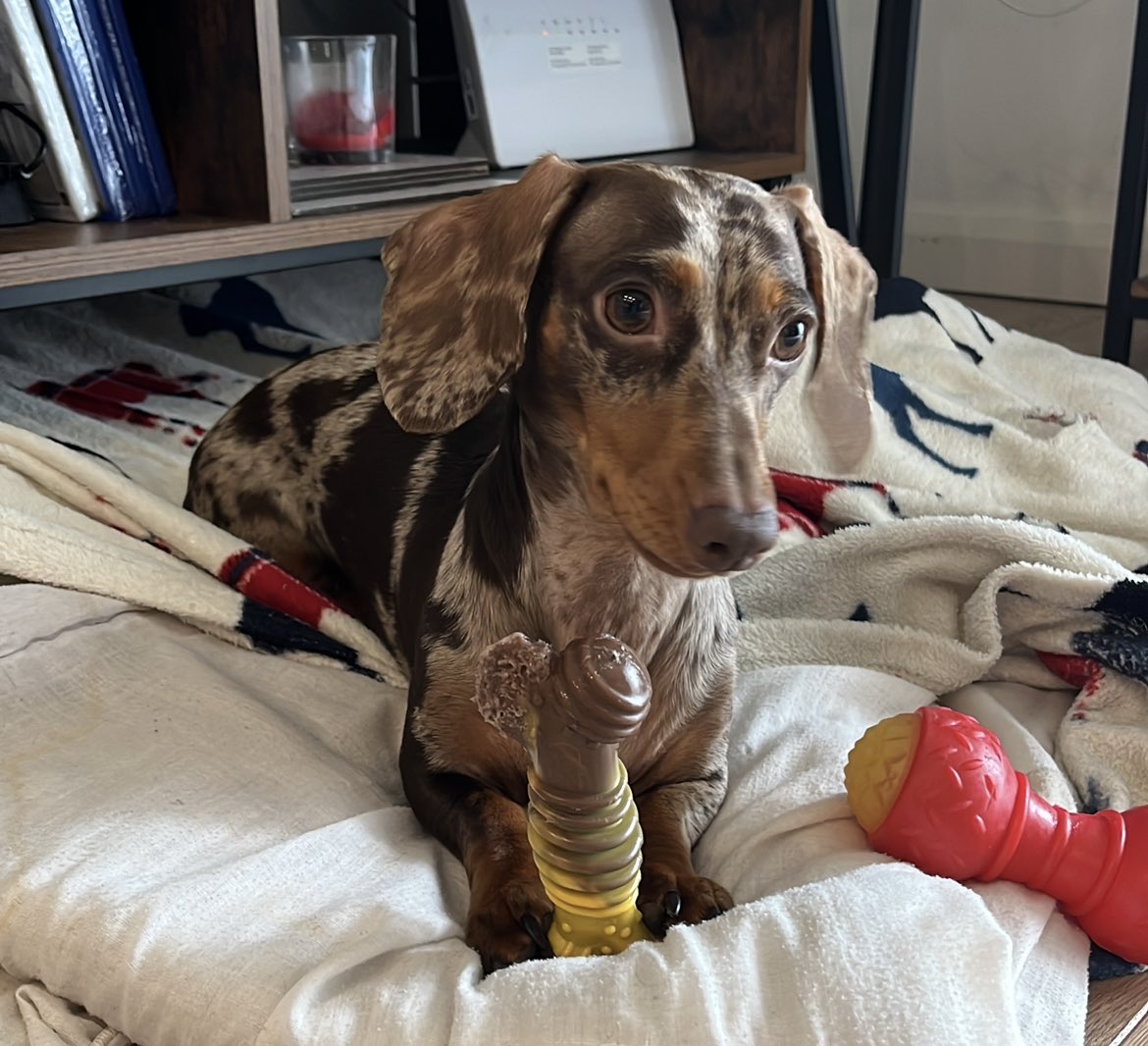 PickleCoco's tweet photo. What! It’s the weekend?! https://t.co/PJ51d1cLAd