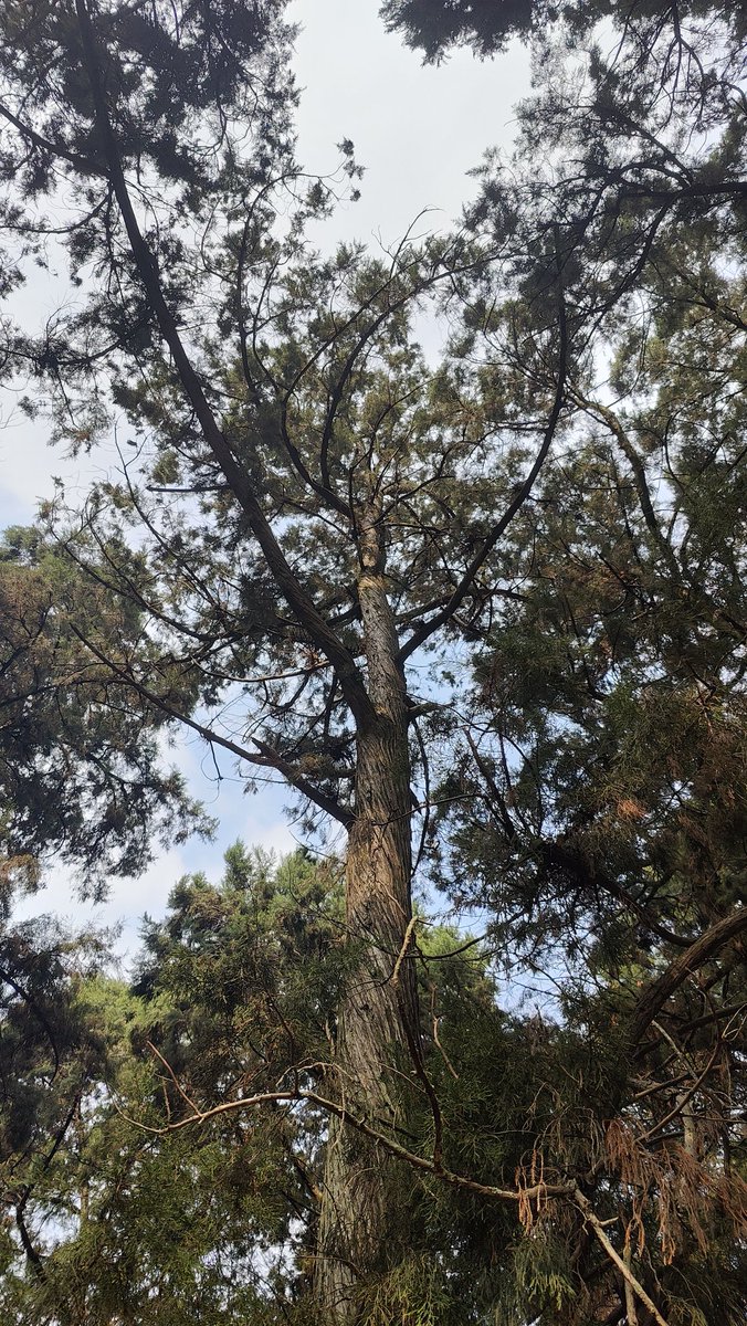 Dev Ramnane tweet media