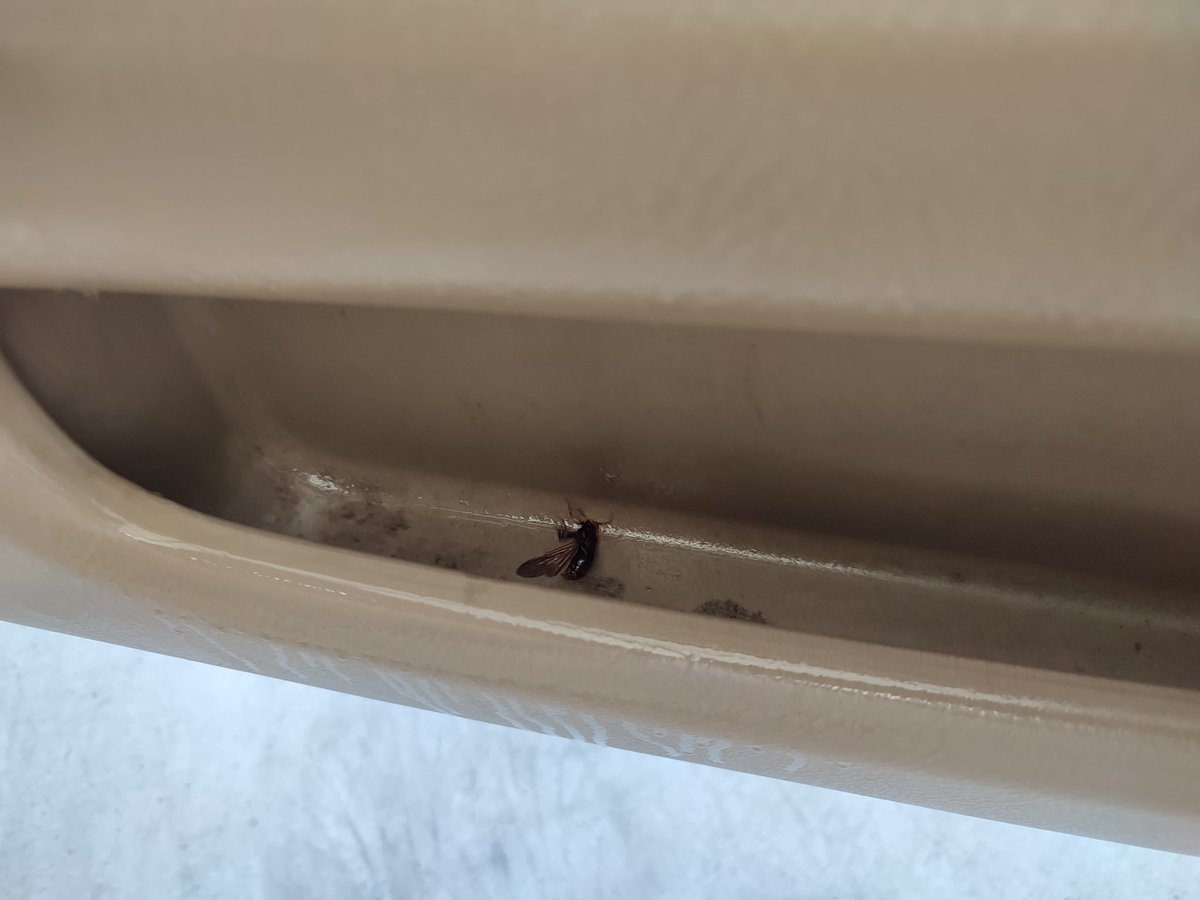 Anmashi164's tweet photo. ぎゃぁあああΣ(ﾟДﾟ)
車の窓を開けて走ってたら、突然アシナガバチが飛び込んで来て、足元に！
ズボンの裾から這い上がって来られたり刺されないかヒヤヒヤしながら運転して何とか帰宅(^_^;)
ドアポケットに居たのを見つけ無事駆除(；´Д｀) https://t.co/axUEFbyZUE