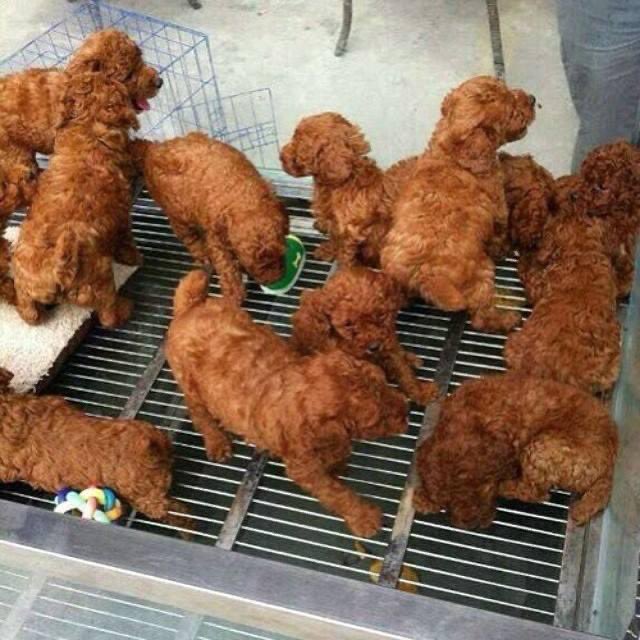 Anyone else see fried chicken?
