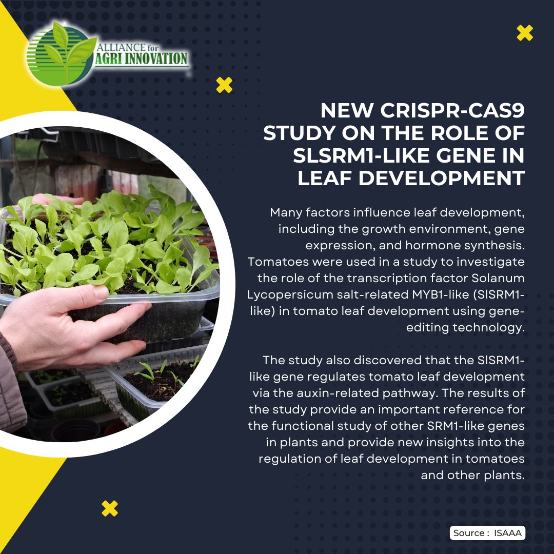 AllianceAgri's tweet photo. Role of SlSRM1-like in Leaf Development using CRISPR-Cas9

Source: https://t.co/0zcOBb73Yo https://t.co/rK6xTKEA37