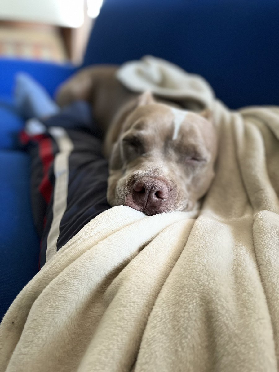 Ale_Zimmer77's tweet photo. Morning my friends! #Pitbull https://t.co/n8k4PU5ViY