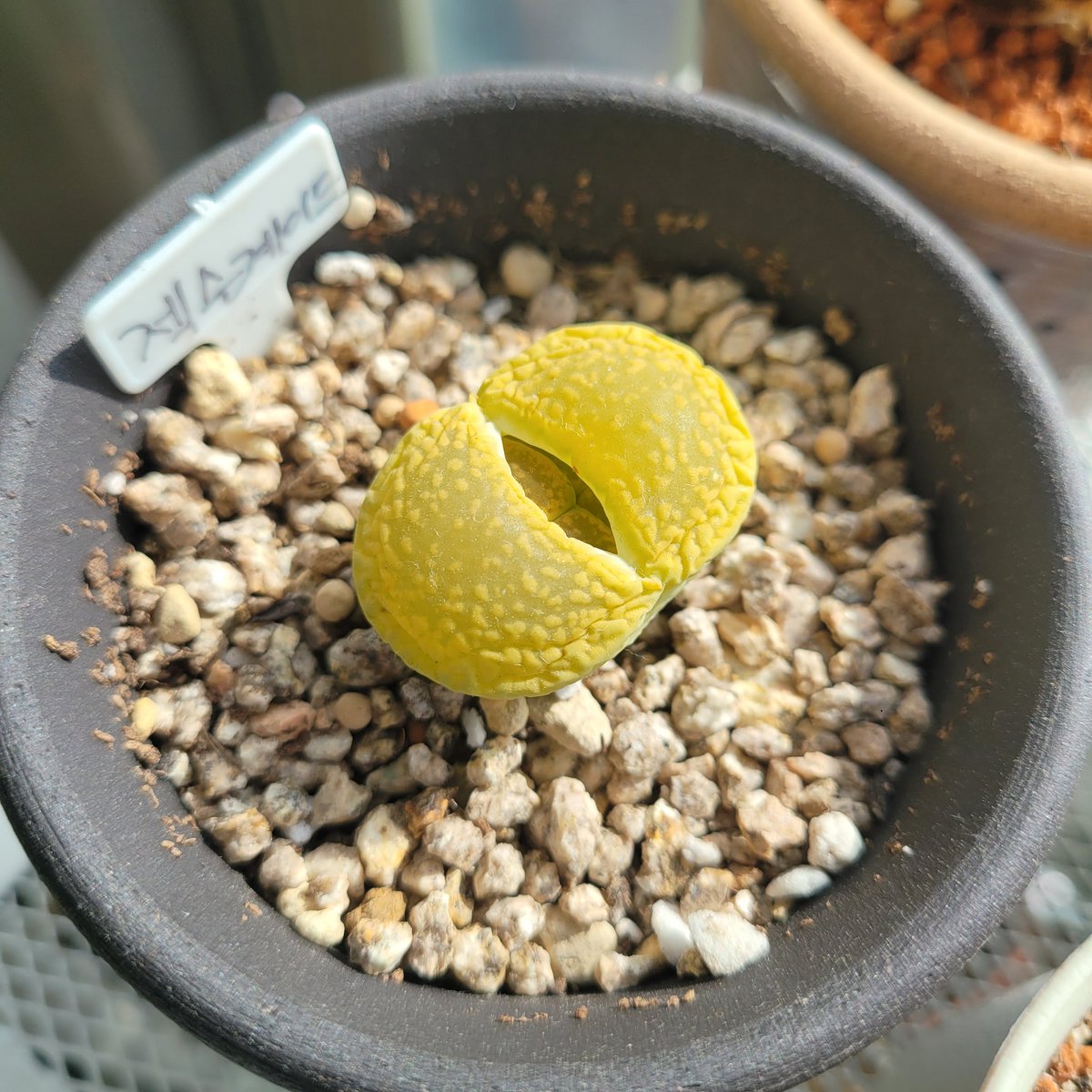 chalchal🌵 tweet media