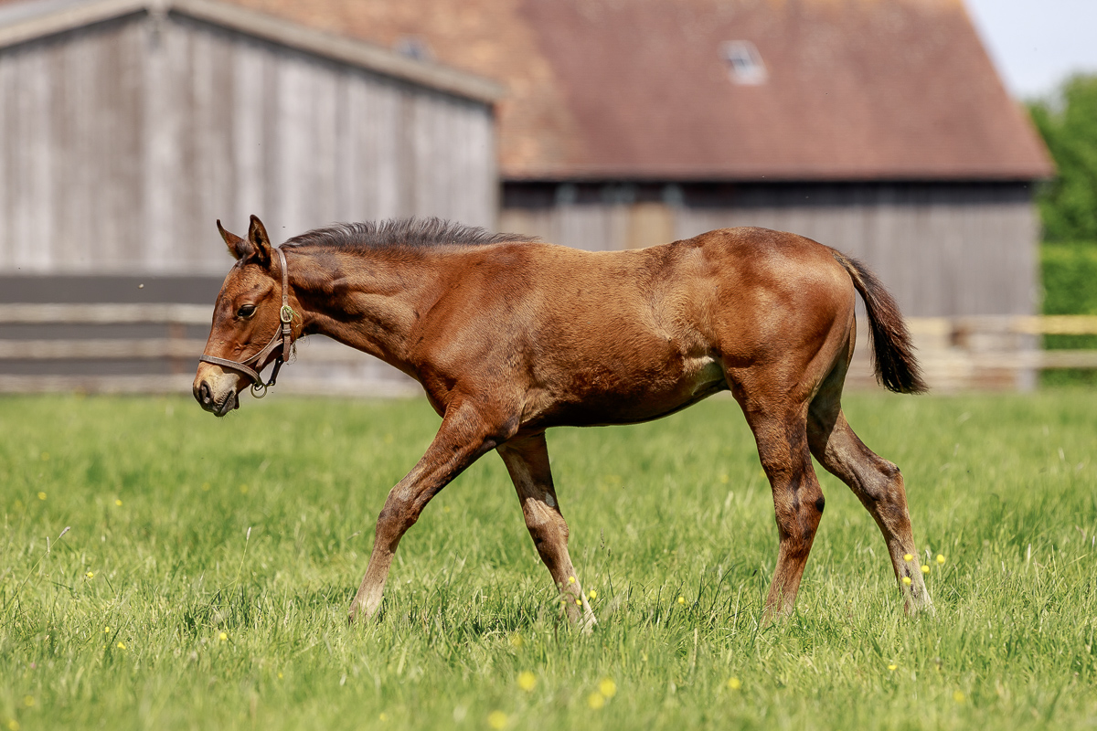 saint_pair's tweet photo. Meet our 2022 foals! 🤩
This striking colt is the first foal out of G2 winner SATOMI and by #LopeDeVega. SATOMI is a daughter of German 2yo champion filly SWORDHALF. 

📸 @zuzanna_lupa https://t.co/OKvlrUijTp