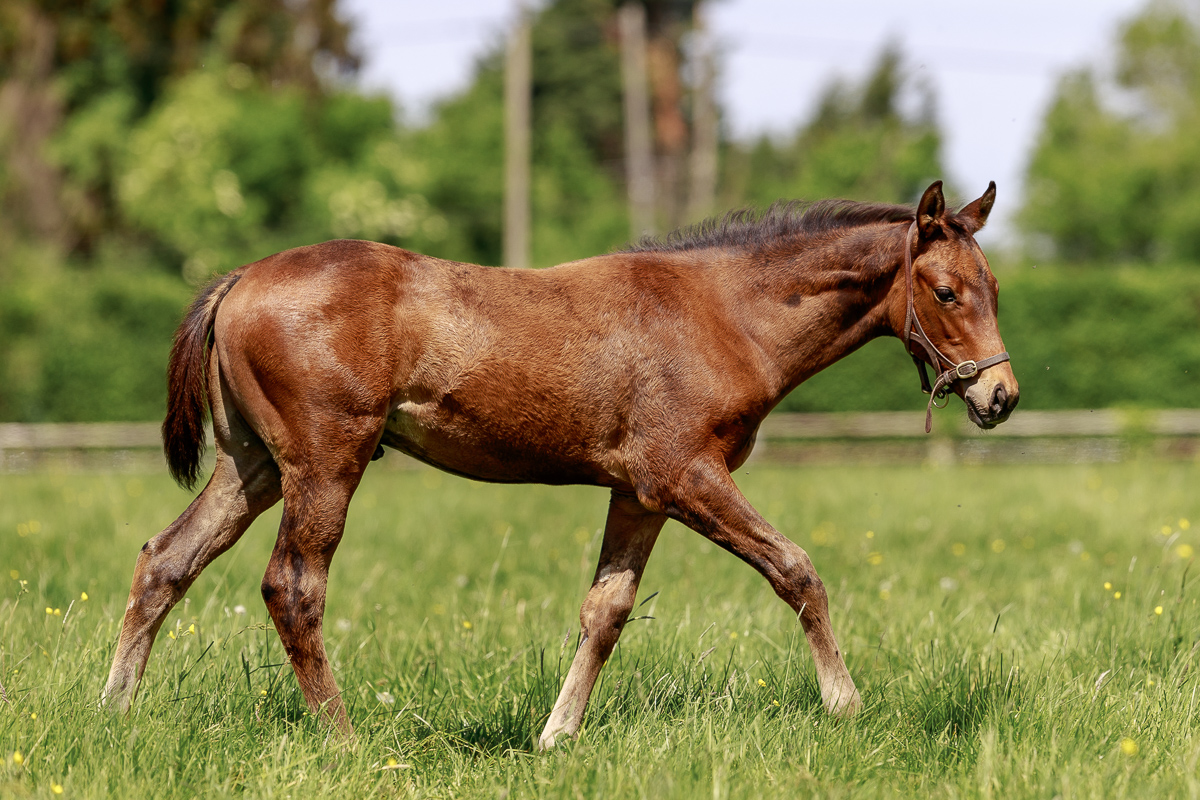 saint_pair's tweet photo. Meet our 2022 foals! 🤩
This striking colt is the first foal out of G2 winner SATOMI and by #LopeDeVega. SATOMI is a daughter of German 2yo champion filly SWORDHALF. 

📸 @zuzanna_lupa https://t.co/OKvlrUijTp