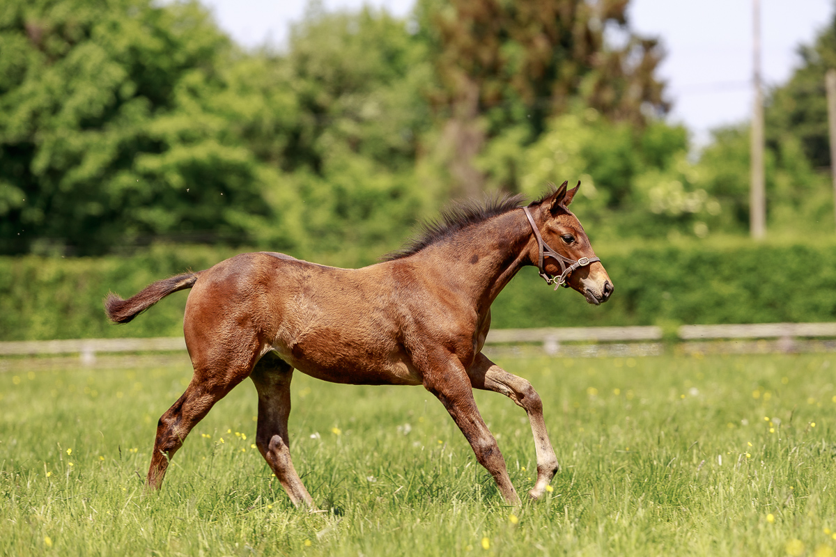 Haras de Saint Pair (@saint_pair) on Twitter photo Meet our 2022 foals! ๐คฉ
This striking colt is the first foal out of G2 winner SATOMI and by #LopeDeVega. SATOMI is a daughter of German 2yo champion filly SWORDHALF.
๐ธ <a href="/zuzanna_lupa/">Zuzanna Lupa</a> Meet our 2022 foals! ๐คฉ
This striking colt is the first foal out of G2 winner SATOMI and by #LopeDeVega. SATOMI is a daughter of German 2yo champion filly SWORDHALF.
๐ธ <a href="/zuzanna_lupa/">Zuzanna Lupa</a>