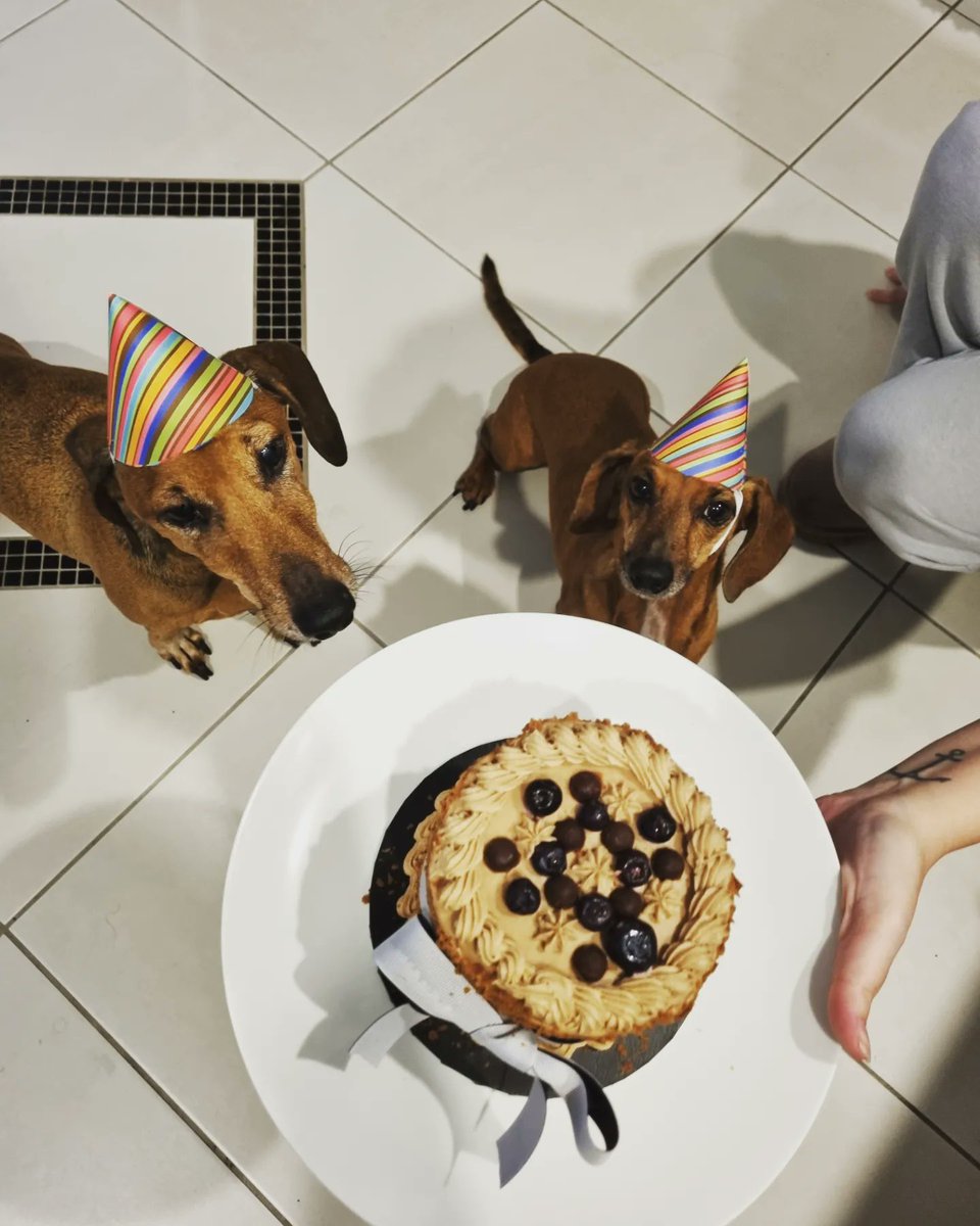 Tee_emart's tweet photo. @Larrs9325 Just to bring you a smile... It was my boy Frankie's 10th bday today. We celebrated with doggy cake and party hats. 😂🎉 https://t.co/4ytkIPt6g8
