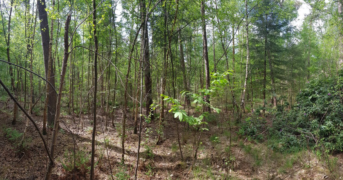 ReneVisser_nl's tweet photo. Gisteren tijdens de #Prosilva excursie van @langlevehetbos het thema boomgewijze #uitkap in grove dennenbos besproken. Prachtige voorbeelden gezien van #natuurvolgend #bosbeheer met 9 (boom)soorten in de natuurlijke verjonging. #inspiratie #moederboom https://t.co/qkE5Nn9iBp