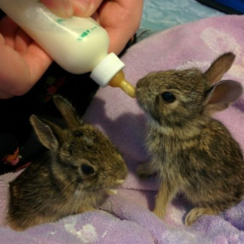 RabbitEveryHour's tweet image. 