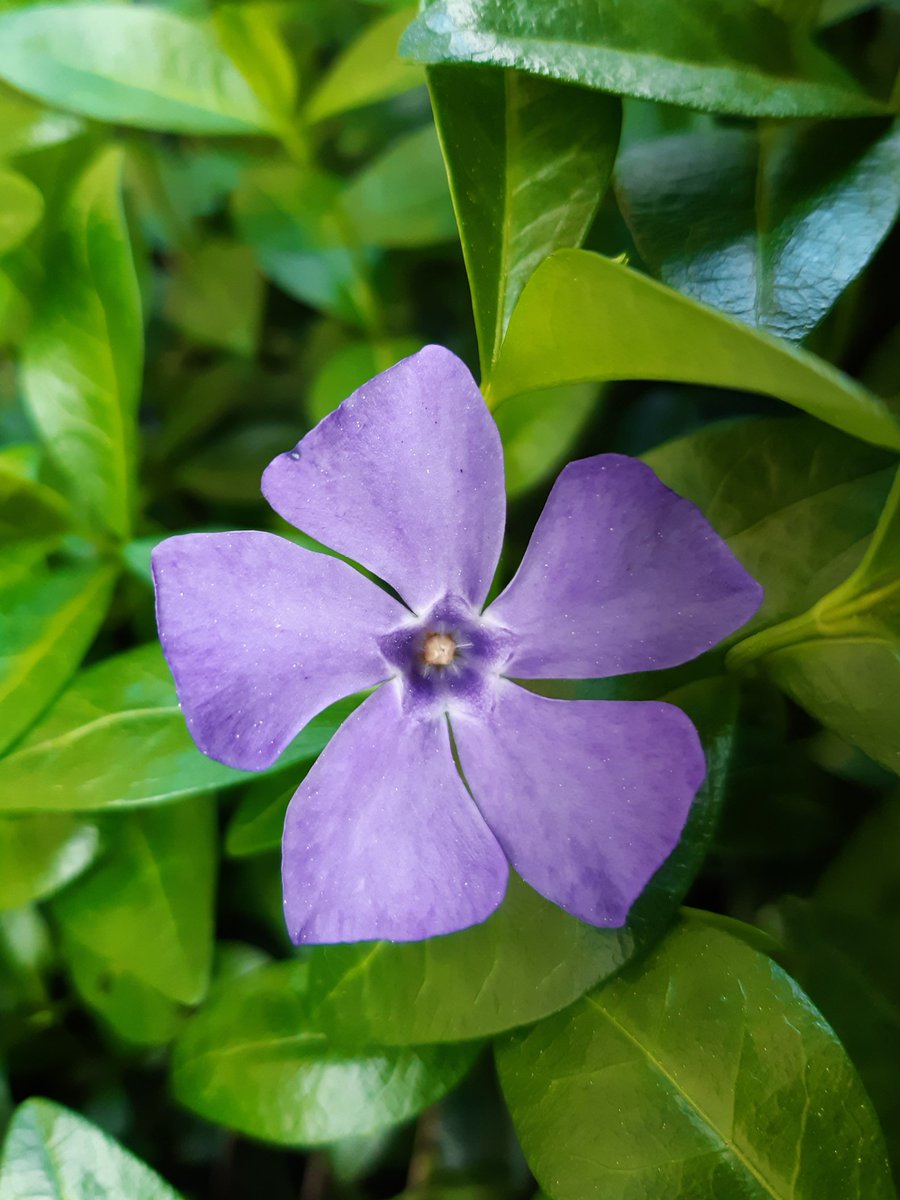cyallblue's tweet photo. I'm a bit late~
Flowers in my grandma's garden
โค๐๐๐๐
#WEVE_FINDING_FLOWER_DAY
#3rdOrbitWithONEWE https://t.co/NyD8WBXRb5