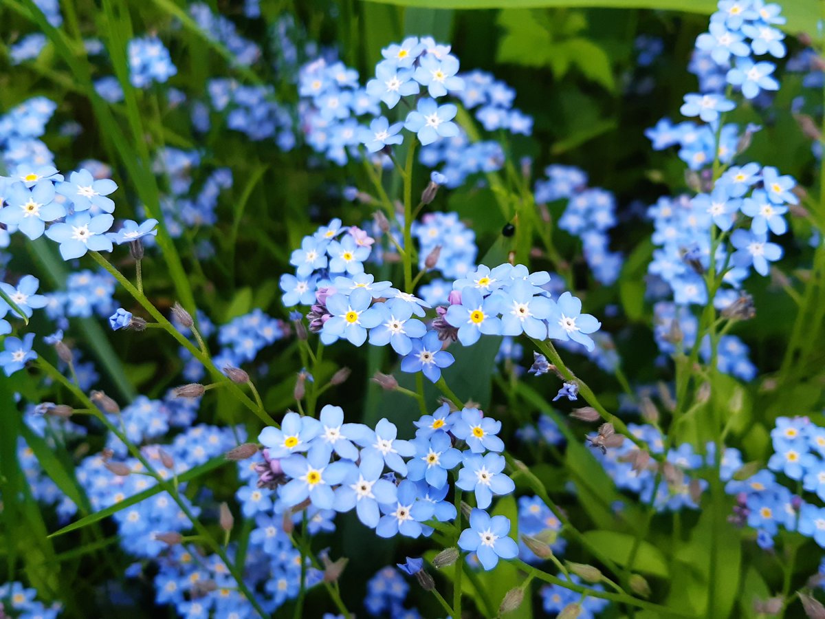 cyallblue's tweet photo. I'm a bit late~
Flowers in my grandma's garden
โค๐๐๐๐
#WEVE_FINDING_FLOWER_DAY
#3rdOrbitWithONEWE https://t.co/NyD8WBXRb5