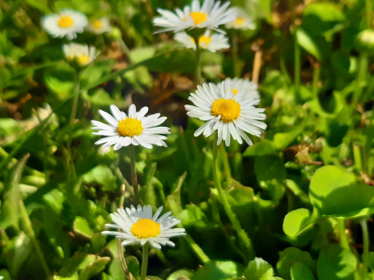 cyallblue's tweet photo. I'm a bit late~
Flowers in my grandma's garden
โค๐๐๐๐
#WEVE_FINDING_FLOWER_DAY
#3rdOrbitWithONEWE https://t.co/NyD8WBXRb5