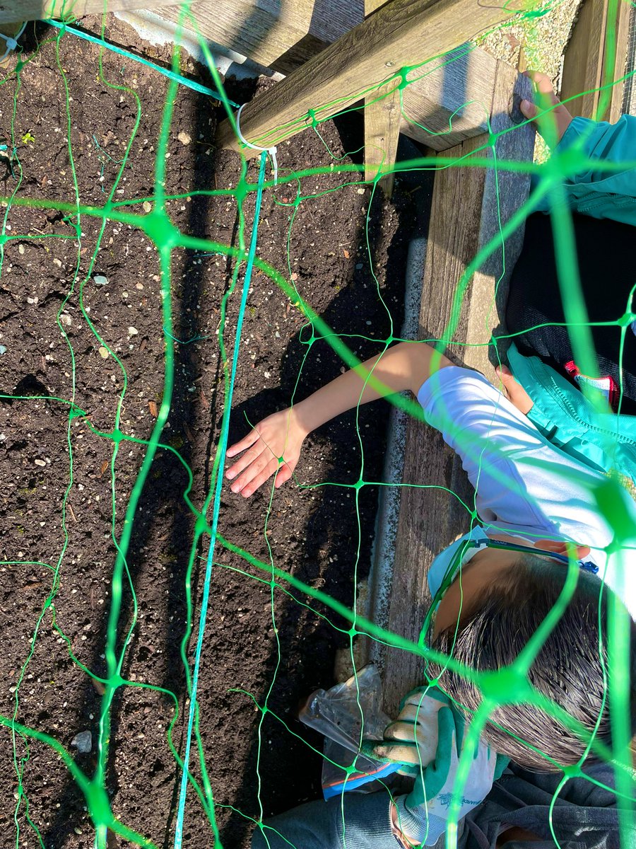 MsAlbertisClass's tweet image. Day 12 #walkingcurriculum challenge: Planting seedlings! See you soon beans and lettuce!