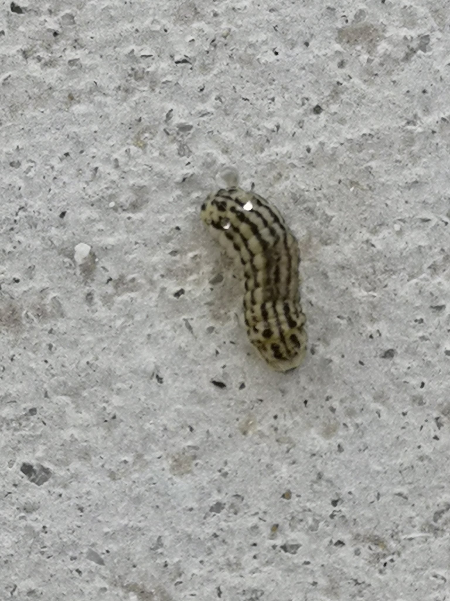 Takahiro Q この幼虫みたいな虫が我が家の庭に大量発生してます ネットで検索してもよくわかりません どなたかこの幼虫 の名前わかる方いますか 拡散希望 Rt希望 T Co S1jjuzmth8 Twitter Takahiro Q この幼虫みたいな虫が我が家の庭に大量発生してます ネットで検索してもよくわかりません どなたかこの幼虫 の名前わかる方いますか 拡散希望 Rt希望 T Co S1jjuzmth8 Twitter