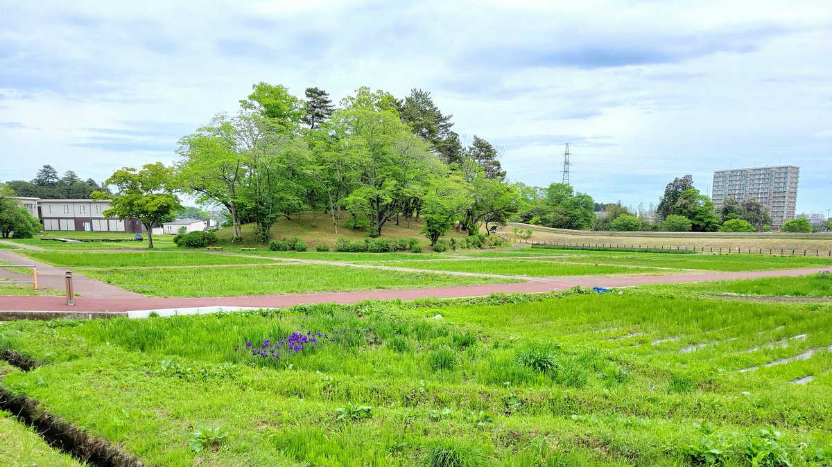 tagakan's tweet photo. 本日二回目の投稿です＼(^o^)／
多賀城あやめ園開花状況です。
ちらほら咲いているところもありましたが、見頃まではまだまだのようです。
早く咲かないかな～(*'ω'*)
次回の開花状況お楽し��に～～🎵
#多賀城#多賀城市観光協会#あやめ#あやめ園#見頃#あやめまつり#花菖蒲#開花状況 https://t.co/2pi9Pn34wo