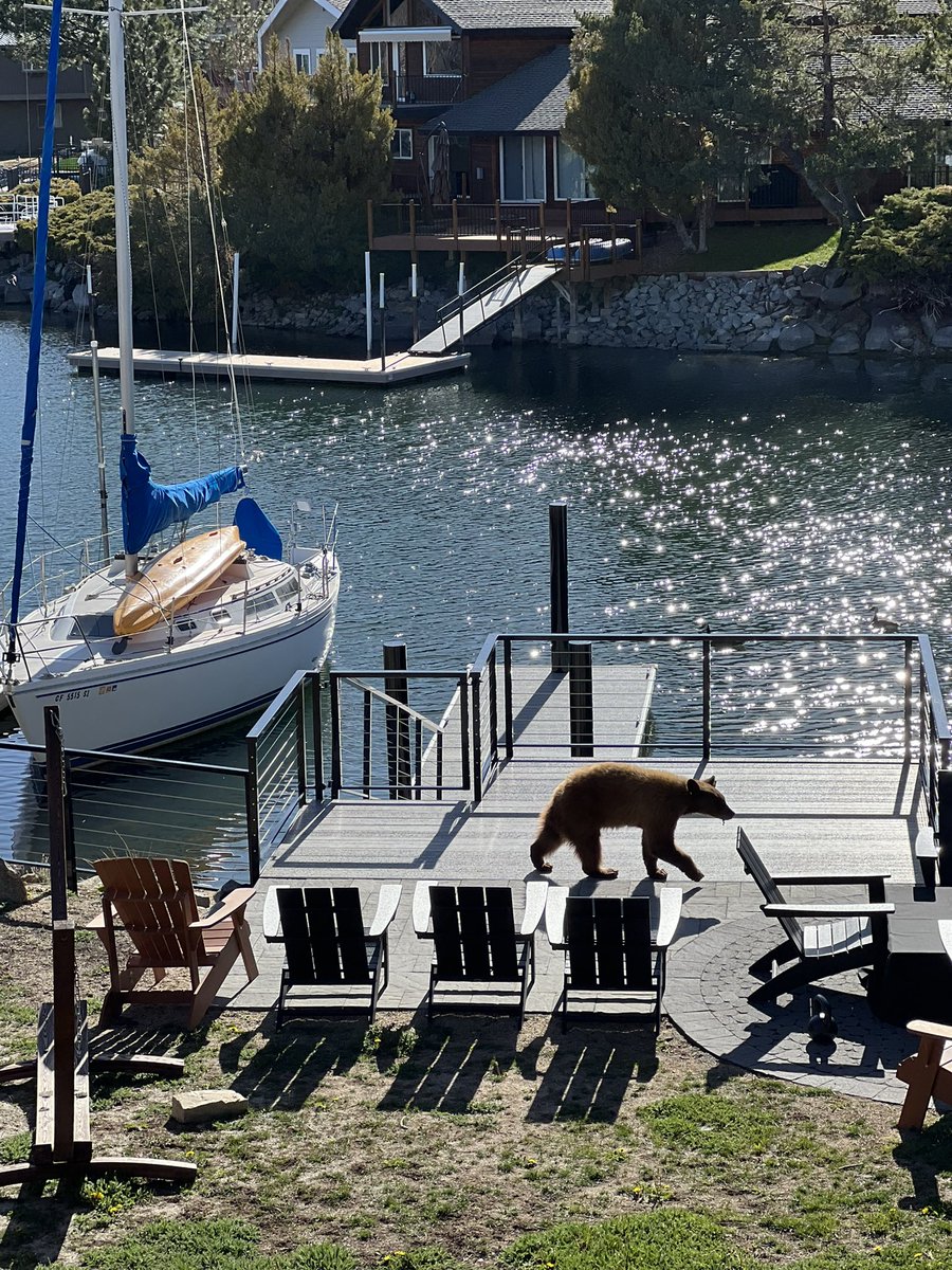 A young bear in our backyard in #tahoe