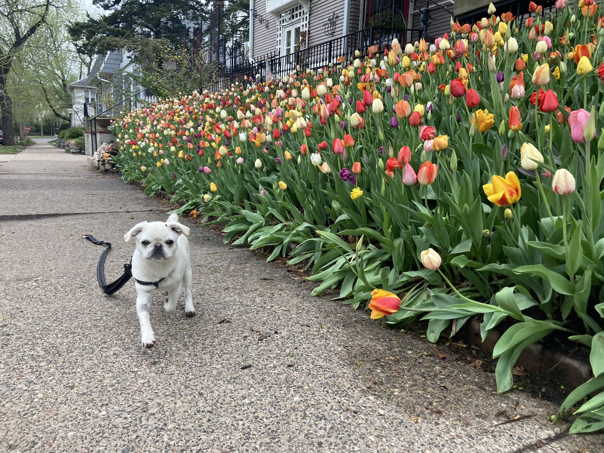 aaronhanauer's tweet photo. @annamarieboone We love the tulip house. https://t.co/88Y54v5vGz