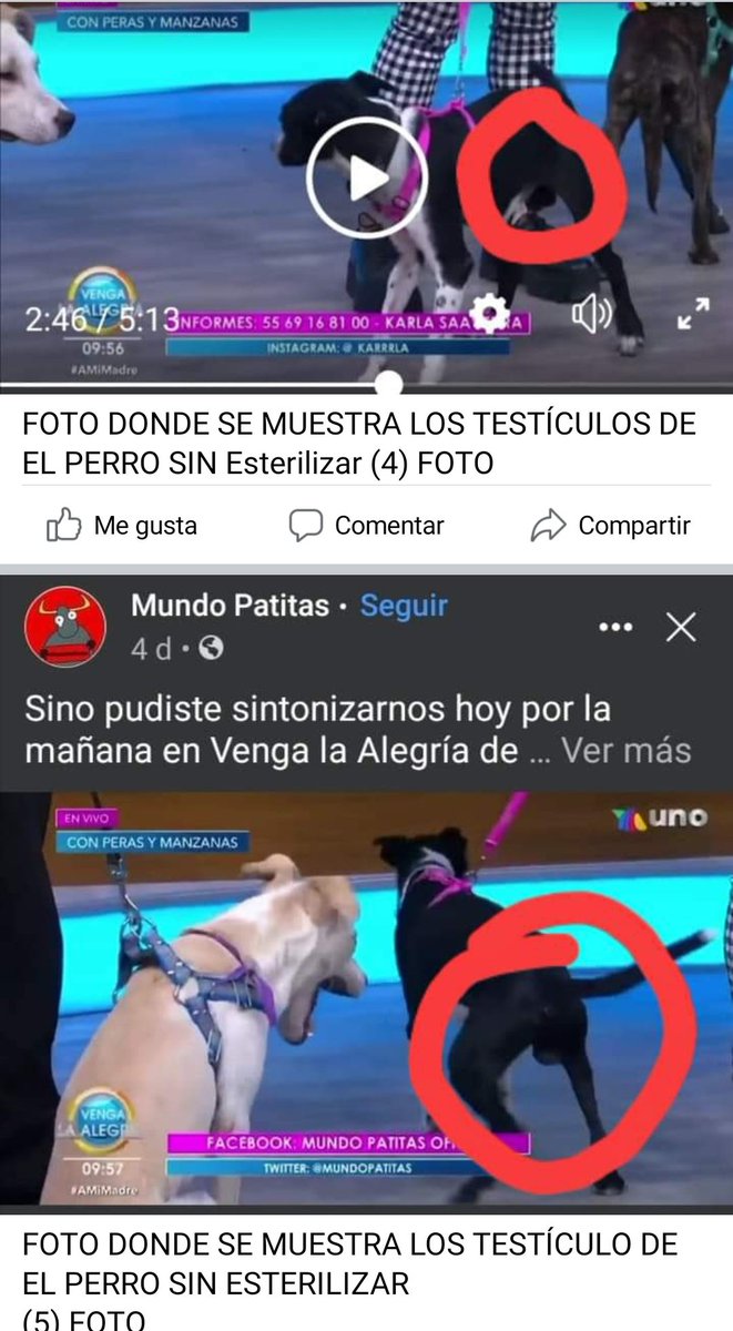 Caruza5's tweet photo. Una más de #mundoratitas
#mundopatitas
Perros de tultitlan sin protocolos de salud 
Sabemos lo 💩 que eres das perros sin ESTERILIZACIÓN  y donde queda el bienestar? 
Tu tan admirada y eres un asco solo buscas los aplausos los animales te valen  @PAOTmx
@LetyVarela @rbksokol https://t.co/inXTL2FWGz