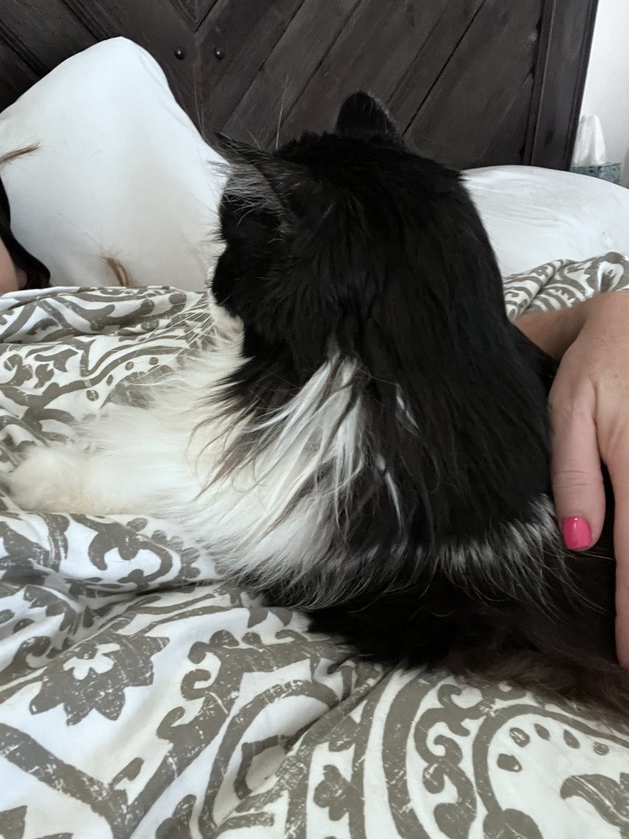 Mama hom an ok. We will rest now an I will tak gud care of her tonite. #CatsOnTwitter  #cats