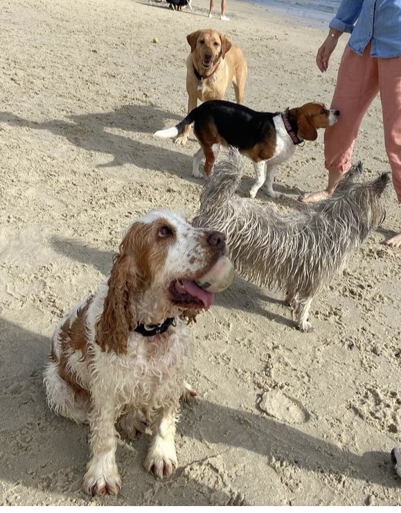 chappell_louise's tweet photo. And today @ClaireAnnesley Linz and I had our own hairy Maclarey gang. #beautifulbea #mollydog #peggyjean #frankie https://t.co/vsSPi7ppE8