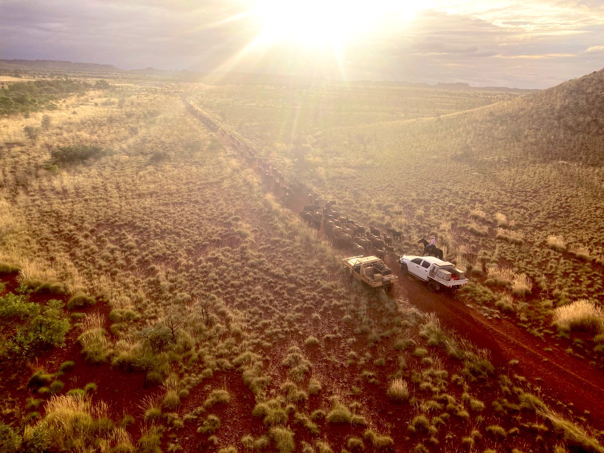 ABCoppin's tweet photo. Watching that sun…she getting a bit low and a bit of way to go.. #muster22 #outbackbeef https://t.co/eXKUS0zm2T