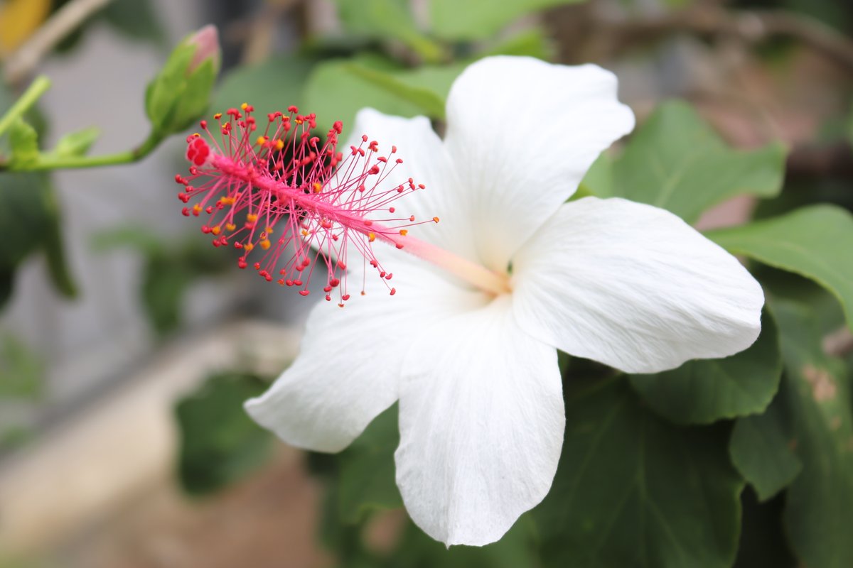 咲くやこの花館 ハイビスカスワールドにて ハワイカウアイ島に分布している ヒビスクス ワイメアエ が開花しております また 本日14日と15日はハナミズキホールにて Hawaiian Wai Kula Days 22 を開催 ハワイの音楽や踊りを観賞しながら お