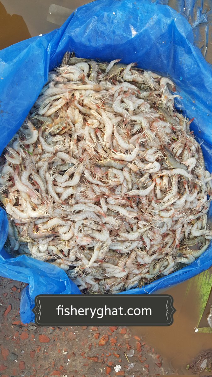 fisheryghat's tweet photo. কক্সবাজ‌ারের চক‌রিয়া এলাকার প্রজে‌ক্টের "চাকা চিং‌ড়ি";
#organic #freshfish #projectfish #safefish #localfish https://t.co/se2sxoF2WV