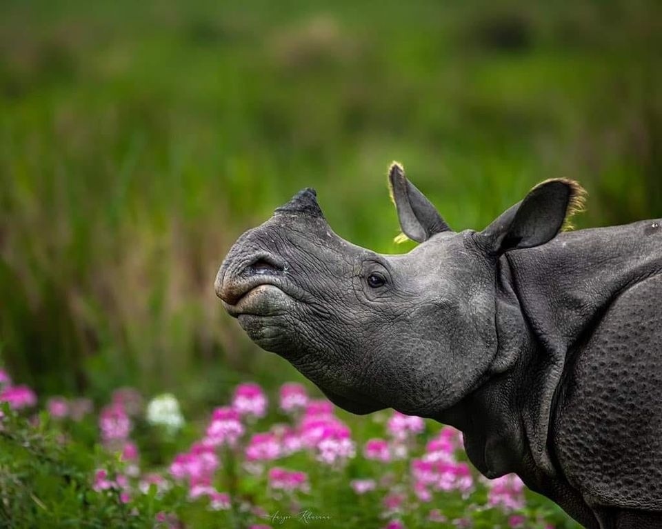 thebetterindia's tweet photo. The strange and wonderful rhino, among the last surviving megafauna on earth, offers an important life lesson for us humans -- Look fierce, be gentle. #WildIndia
PC: @aarzoo_khurana https://t.co/T7FocuwlUT