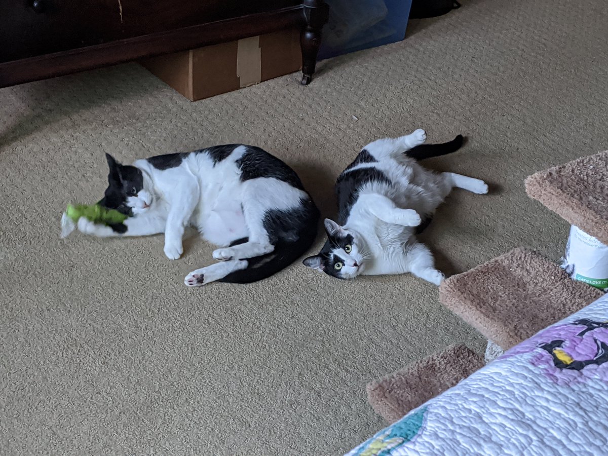 penny | altered tweet media