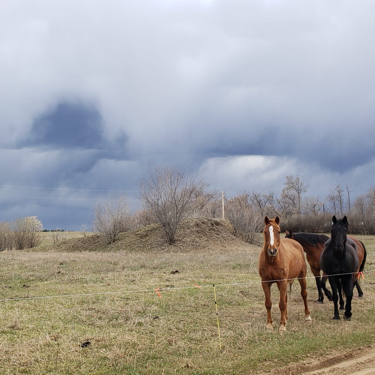 HTAFairview's tweet photo. Friday the 13th  &amp; storm clouds are building😉#weatheraware #nature #horses https://t.co/Yxp8L4F0it