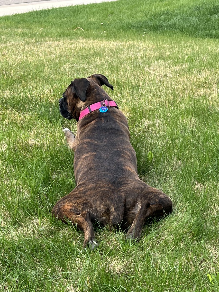 saltyriptides's tweet photo. #FrogLegFriday
The Turd wishes everyone a great weekend filled with lots of treats and tennis balls π₯°πΎ #boxer #dogs #dogsoftwitter #DogsofTwittter @bluezed2003 @boxer_sacha @brianmc_arch @Thomas_F81 @sitarhero79 @dogcelebration https://t.co/SR5w0mhZbp