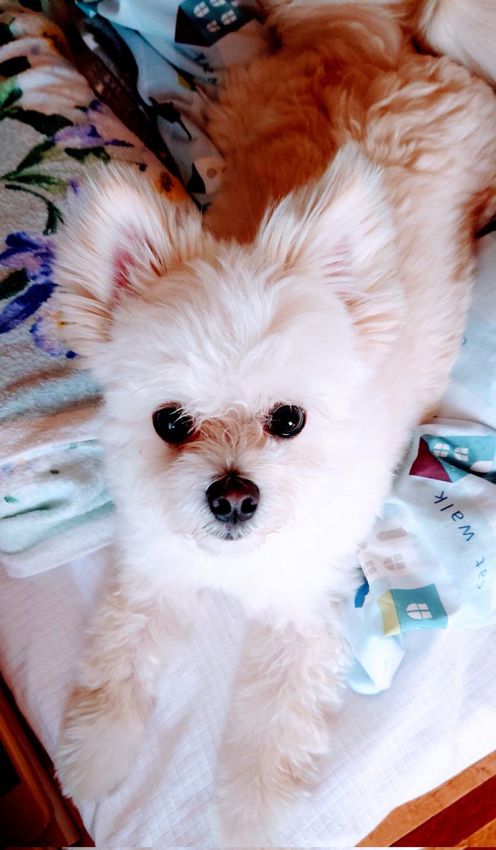 ミックス犬は飼って後悔する 魅力やメリット 飼いやすい点をご紹介します ワンコと一緒にハッピーライフ