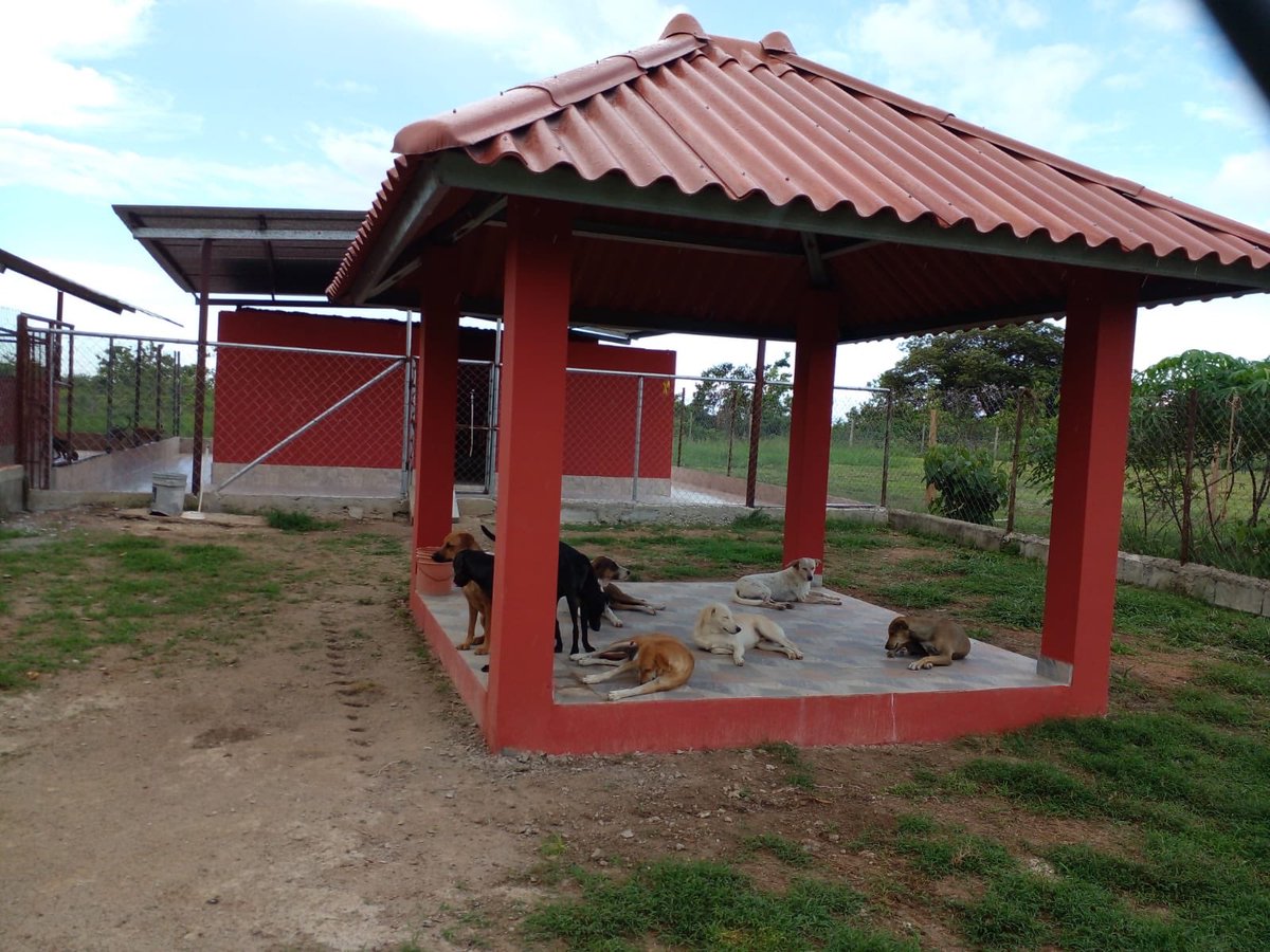 BigShotFoxes's tweet photo. GM frens ❤️‍🔥🦊 proud to share another charity update! Our furry friends are currently chilling in their new gazebo! Remember foxes, you did this! So be proud! Look how happy they are! 🚀 https://t.co/yXIxpADZvR