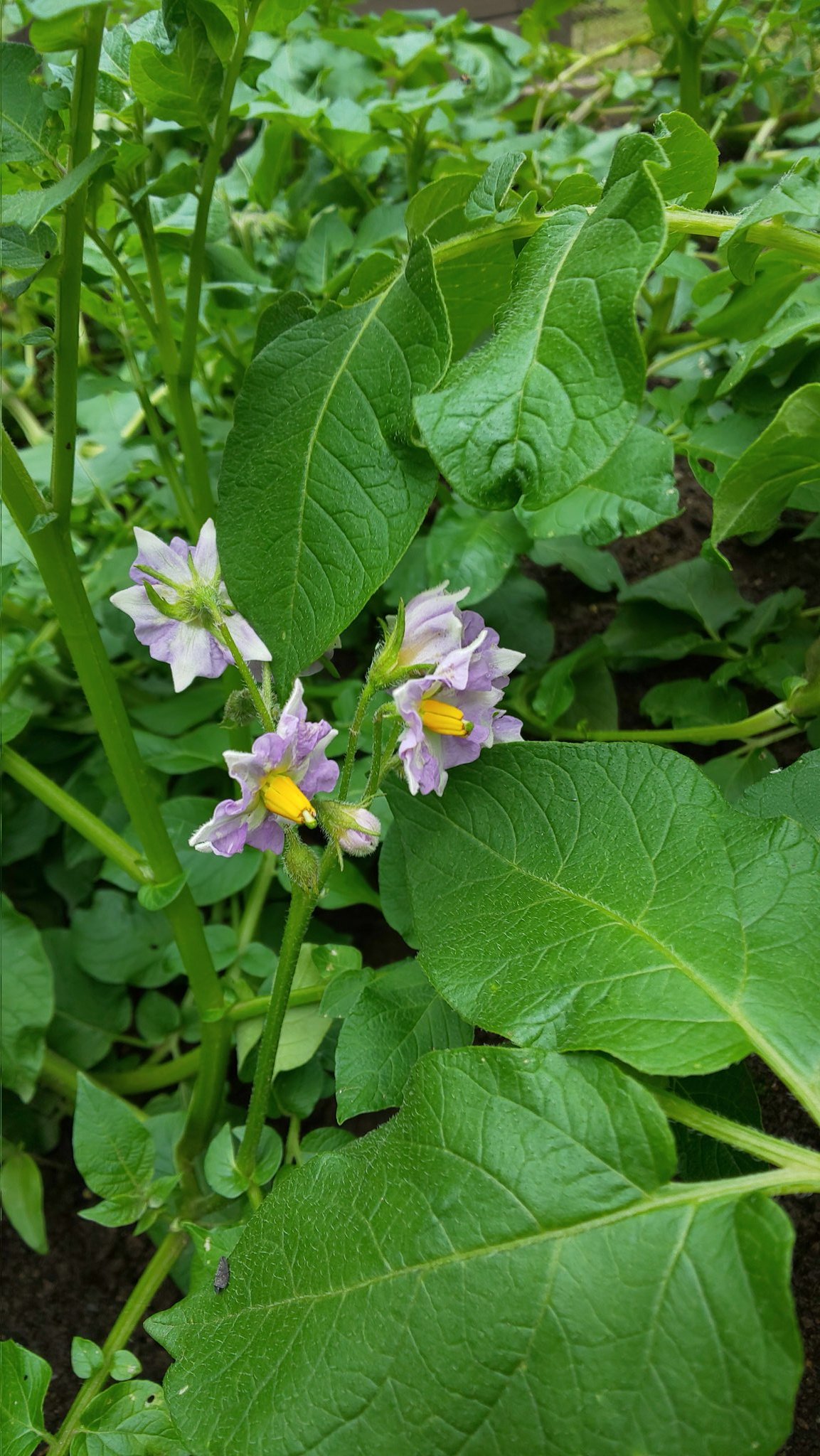 تويتر ココサス 埼玉つながり على تويتر みなさんはどっちですか じゃがいもの花がつきました じゃがいもの花を摘む派 残す派 家庭菜園 家庭菜園初心者 じゃがいも栽培 T Co X5b51evgho