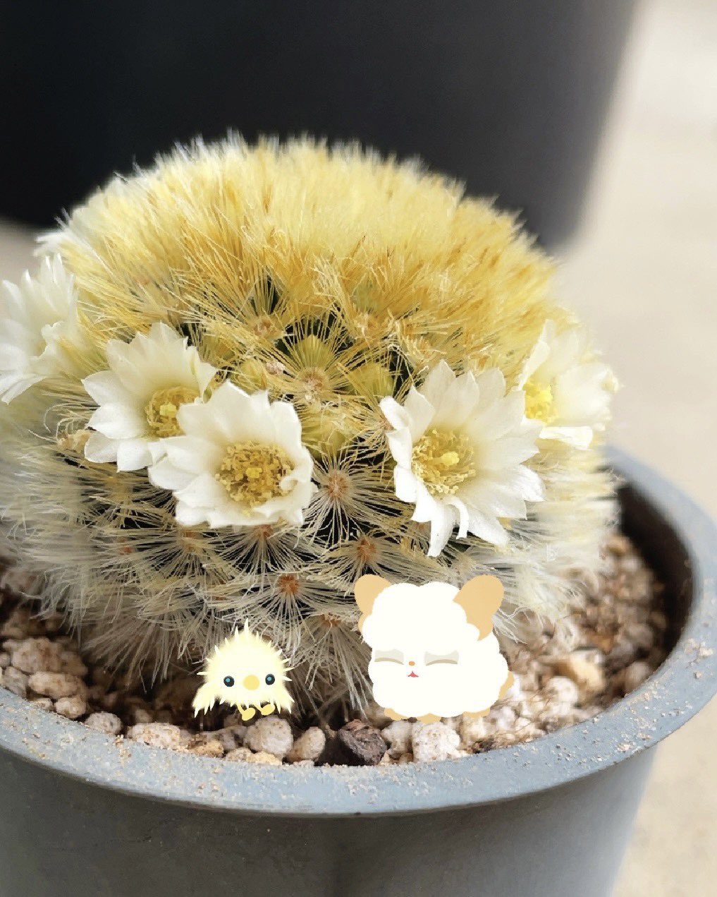 さぼてん うばたま サボテンの白い花冠 ふわふわマミラリア うちのリヴリー 植物とリヴリー リヴリー T Co V6kus5loya Twitter
