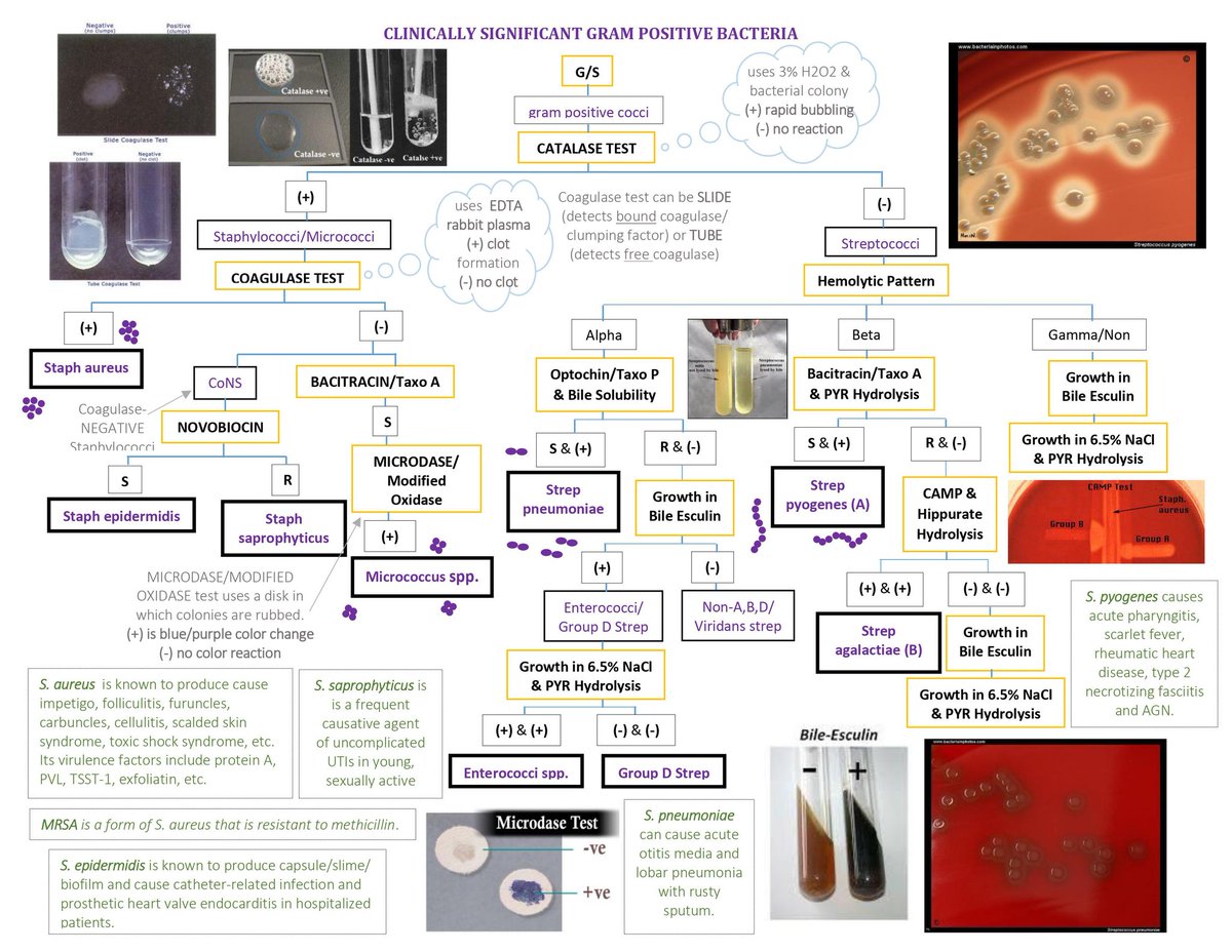 medtechlyfe's tweet image. MICROBIOLOGY STUDENTS, THIS IS A MUST HAVE! 👀

A flowchart in identifying the Clinically Significant Gram Positive Cocci with some side notes 🧫

Here&apos;s the google link for the jpg file! Share this to your friends 🤓🦠

drive.google.com/file/d/1YPP1SM…

#Microbiology #Bacteriology 🤓🧫