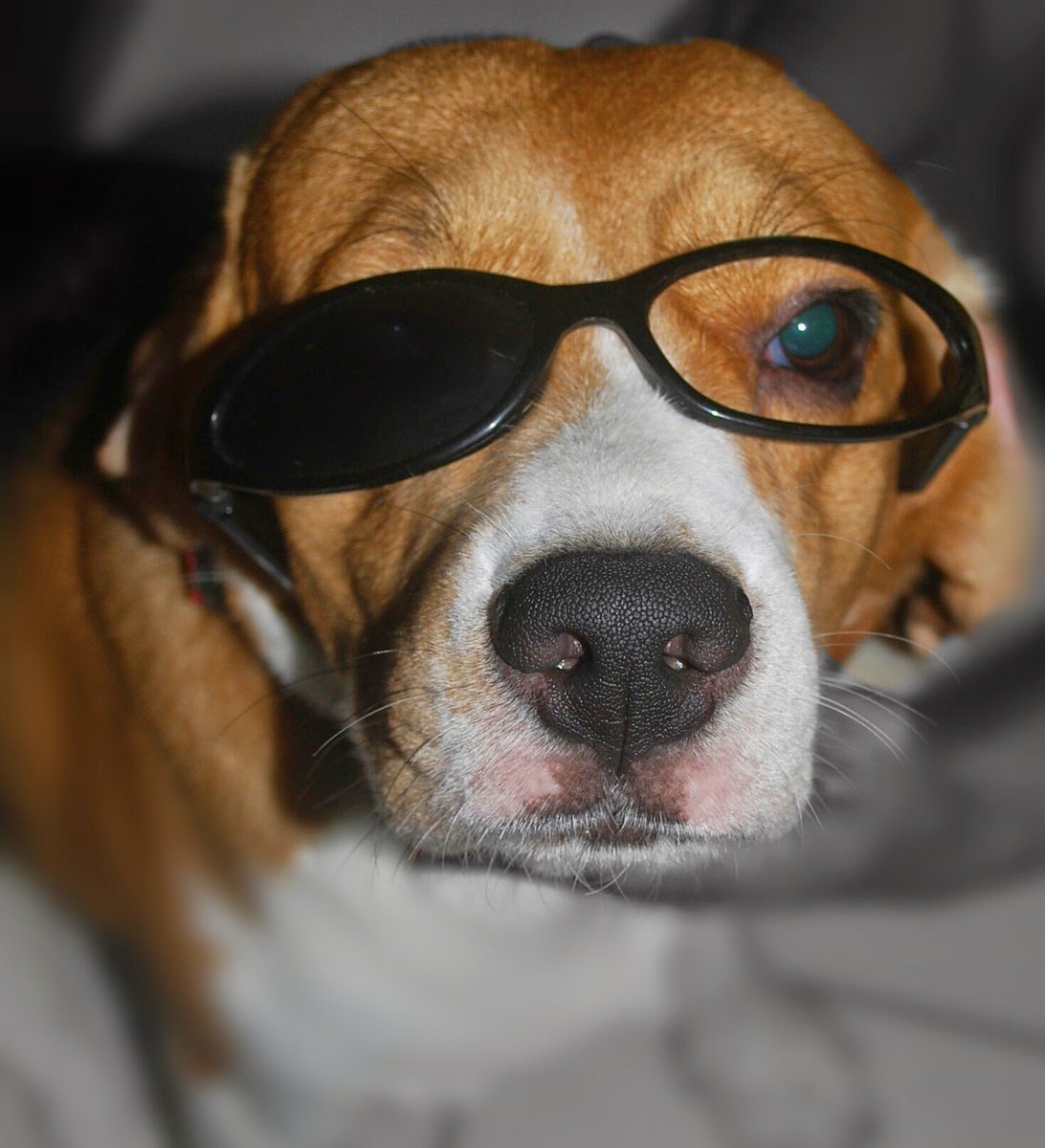 AidaKrisna's tweet photo. The Pirate of Beagle Land

#Foggy #beagle #GrumpyFaces #furbaby #dogsoftwitter #goodboy #doglife #Doglovers #SaturdayVibes #HappyDay https://t.co/o2J4CPRsnH