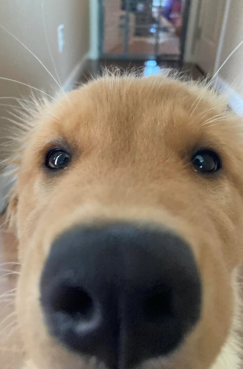 ItsNotJoshy's tweet image. 