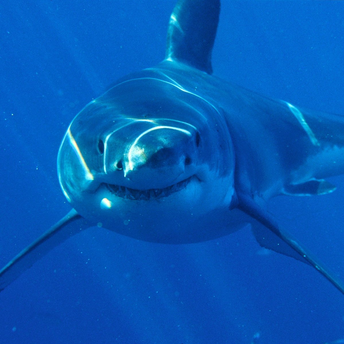 CryptoSharks tweet media