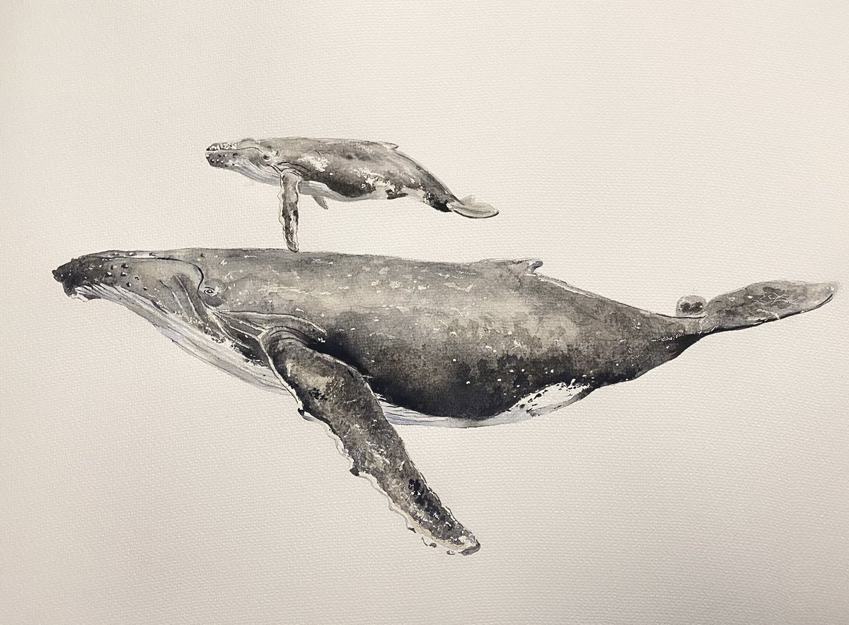 Mi sueño es ver y tocar una ballena, iré a cumplirlo. Mientras tanto las pinto.
Ayúdame a compartir 😉

Ballena jorobada con su cría
Acuarela sobre papel algodón 50x70cm #oliviafregosoart 
Sígueme en Instagram 🐋