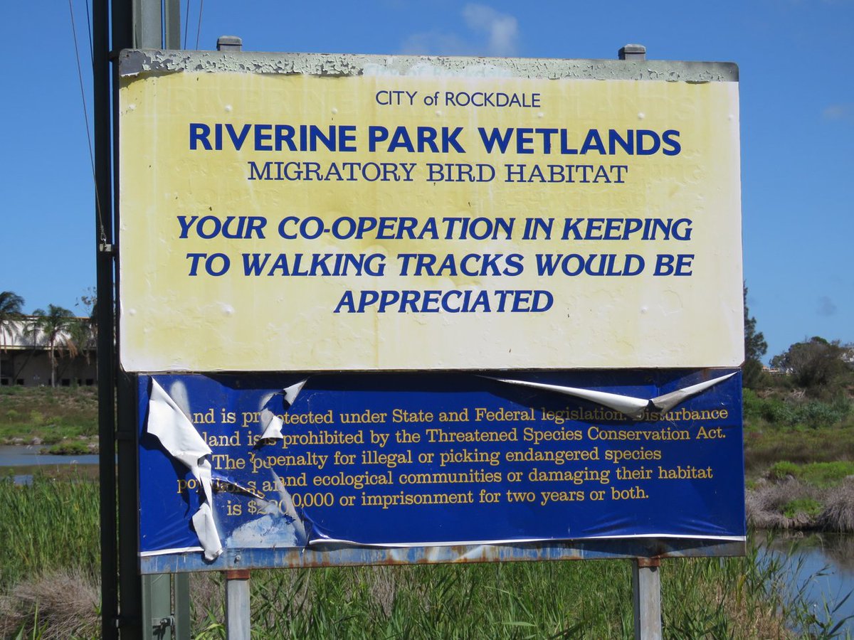VandijkFor's tweet photo. Today is #WorldMigratoryBirdDay and the landing lights Wetlands is one of my favorite places to watch birds. 

There are so many cool species of birds to see, including migratory bird species that have ventured from as far as Siberia! https://t.co/oGZkCld2mw