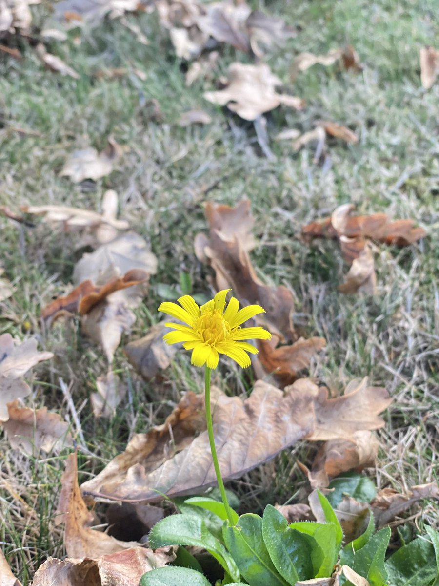 “The last Dandelion” 🦥 

Random tweet I know but I couldn’t help but think this as I was walking along my lawn and saw this one final dandelion as we go into winter. 😆 #moviequotes #Winteriscoming