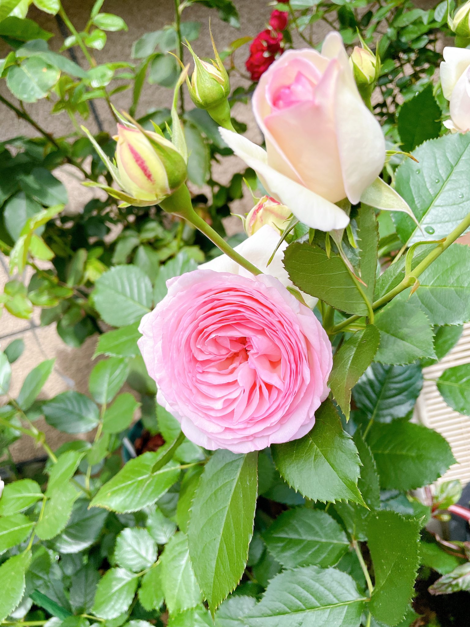 丸山ナオ ピエールドゥロンサール フランスで作出された品種で 世界中で1番愛されてる薔薇になります 花はクリーム色の大輪 花の中心に向かうほどピンクを増します つるバラなので フェンス仕立て挑戦してみたいなー 薔薇 園芸男子 ピエール