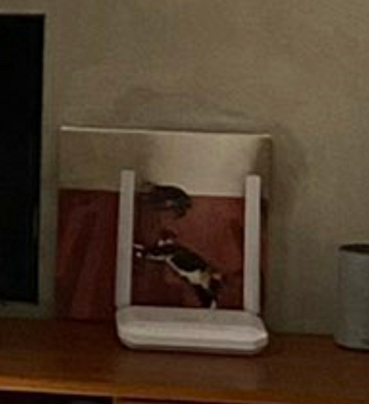 _Sugaboo_'s tweet photo. @Thereisnocat_ Before I looked at the comments I screenshotted it and later I found out this is not the real cat. Idk what this is but it looked like a mini cat to me https://t.co/I3nqeoythZ