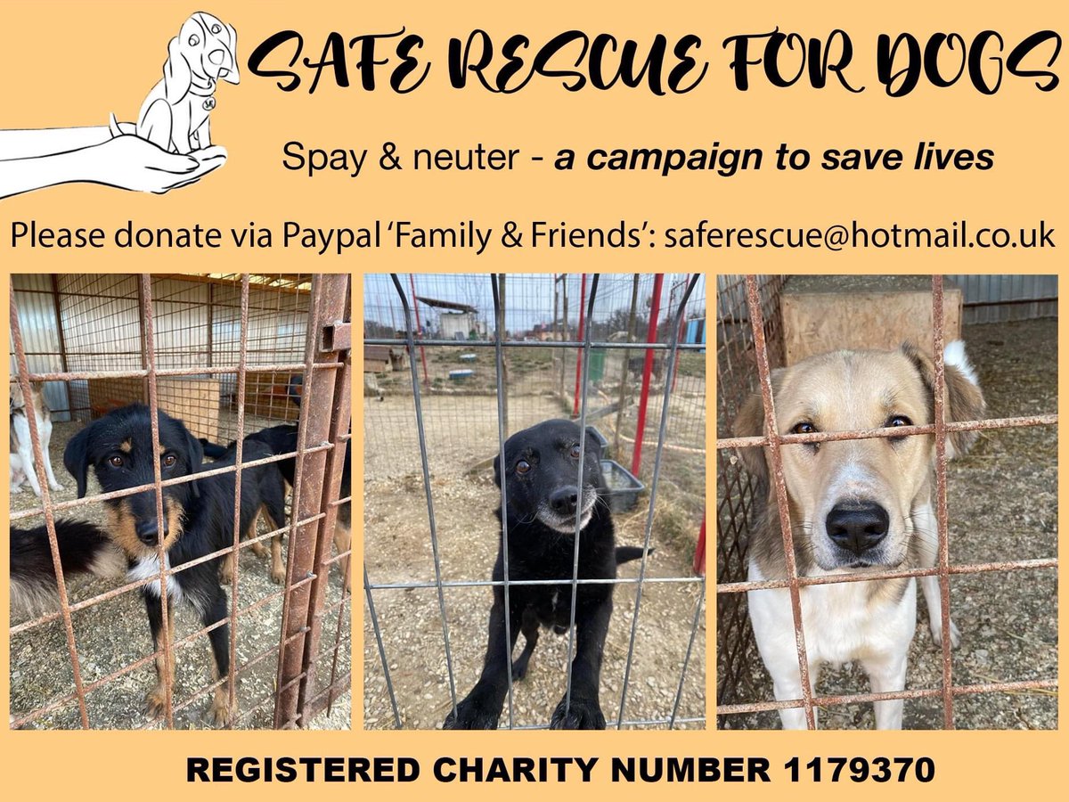 dogs_safe's tweet photo. ‼️‼️SPAYATHON FUNDRAISER‼️‼️
We have to raise AS MUCH money as possible to fund a #spayathon. The situation at the shelter we help with at Crivatu is getting out of hand with puppies/pregnant dogs flooding the area. So it’s clear that a free spay &amp; #neutercampaign is needed. https://t.co/j5oYnb6UAW
